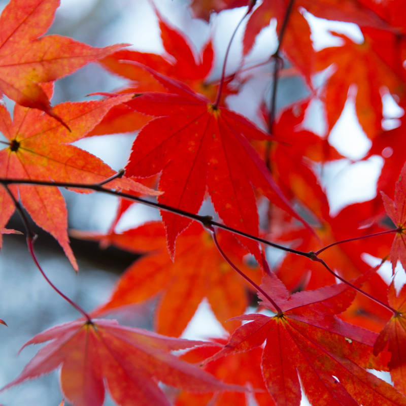 Autumn Vibes